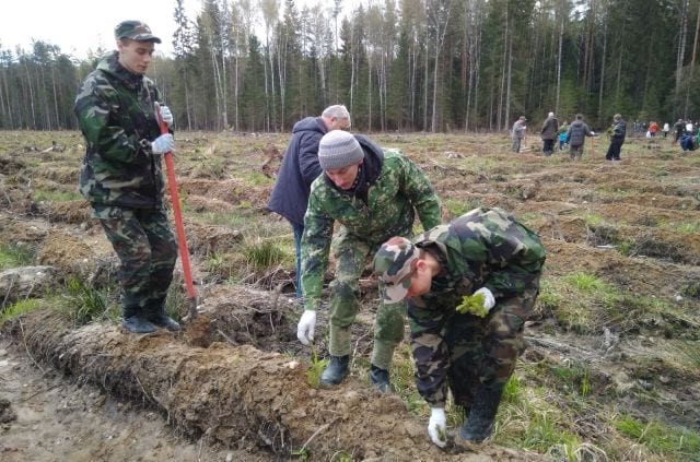Акция «всероссийский день посадки леса» 1