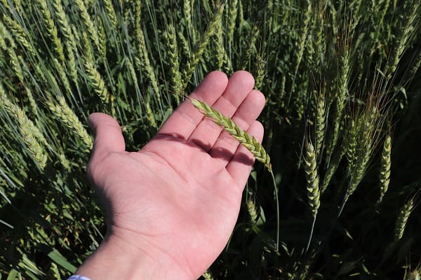 Фото колоса пшеницы на ладони