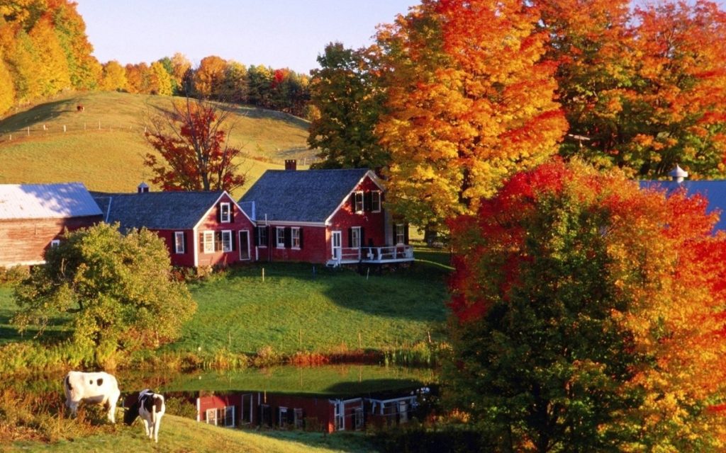 Осенний пейзаж: частные домики, пруд, рыжие деревья, на лугу пасутся коровы